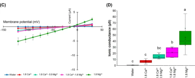 Figure 4. Effects of divalent cations on the ion current responses in oocytes expressing HvPIP2;8