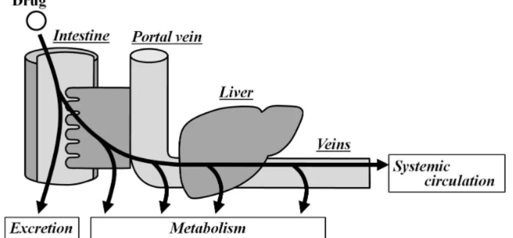 Fig. 1    Route of drugs to reach the systemic circulation after oral administration 