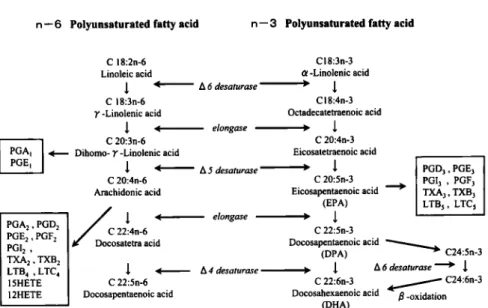 Fig.  1  Metabolic  pathways  for  n-6  and  n-3  polyunsaturated  fatty  acids.