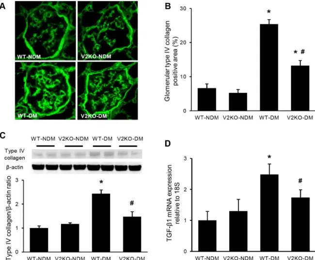 Fig 4. Mesangial matrix accumulation and TGF-β expression in diabetic VASH2 knockout mice