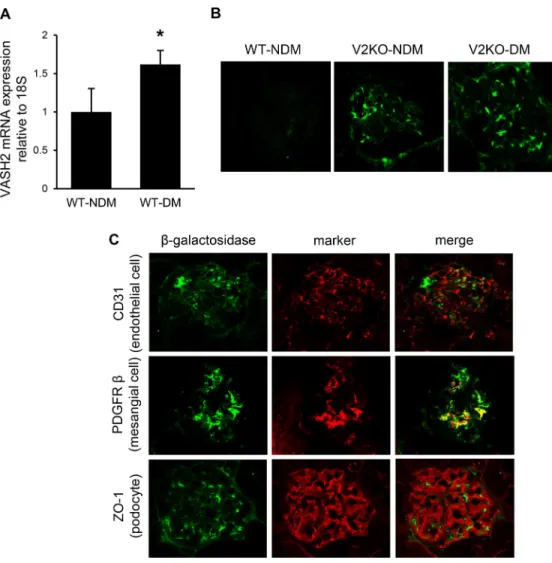 Fig 5. Localization of endogenous VASH2 in glomeruli. (A) The mRNA level of VASH2 in the kidney cortex from wild-type mice was assessed by real-time PCR