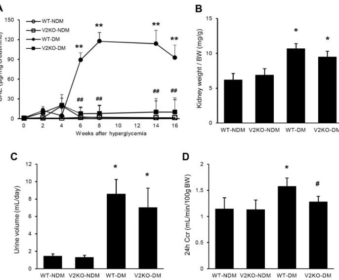 Fig 1. Urine albumin excretion, renal hypertrophy and creatinine clearance in non-diabetic and diabetic wild-type and VASH2 knockout mice