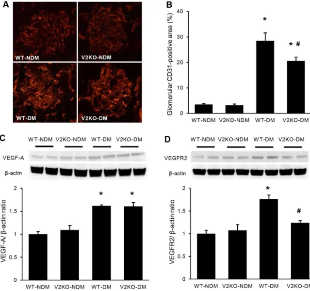 Fig 3. Alterations of glomerular endothelial area and VEGF-A expression in diabetic VASH2 knockout mice