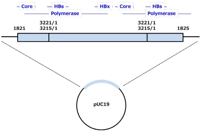 図 9  HBV 発現プラスミドの模式図（HBV 安定発現細胞用）