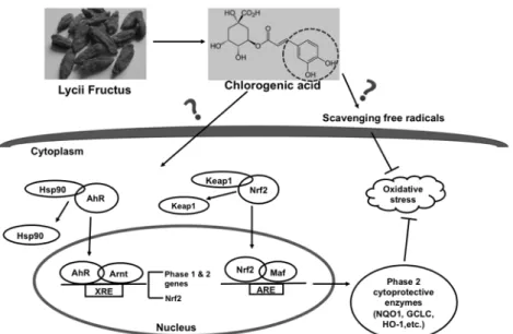 Fig. 1.2. Diagram of the direct and indirect antioxidative action. 