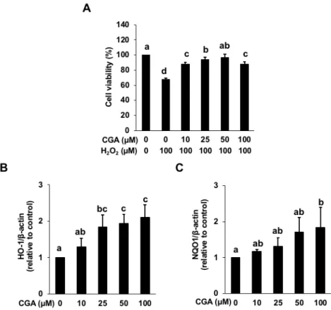 Fig.  2.5.  Effect  of  chlorogenic  acid  (CGA)  on  the  hydrogen  peroxide-induced  cytotoxicity and the gene expression of HO-1 and NQO1
