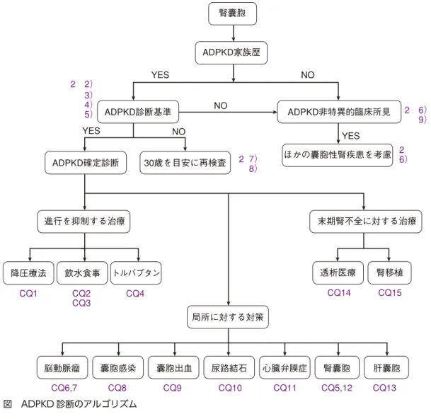 図　ADPKD 診断のアルゴリズム 腎囊胞 ADPKD家族歴ADPKD診断基準ADPKD確定診断30歳を目安に再検査 ADPKD非特異的臨床所見YESYESYESNONONOほかの囊胞性腎疾患を考慮進行を抑制する治療降圧療法飲水食事 末期腎不全に対する治療透析医療腎移植局所に対する対策脳動脈瘤囊胞感染囊胞出血尿路結石心臓弁膜症腎囊胞肝囊胞2 2）3）4）5） 2 6）9）2  7）8）26）CQ1CQ2CQ14CQ15CQ3トルバプタンCQ4CQ6,7CQ8CQ9CQ10CQ11CQ5,12CQ13