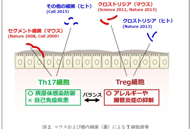 図 2.  マウスおよび腸内細菌（叢）による T 細胞誘導 