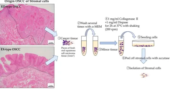 Figure 7. Isolation of various stromal cells. Pieces of fresh oral squamous carcinoma tissue (1 mm 3 )  were  washed  several  times  with  Alpha-MEM  and  then  minced