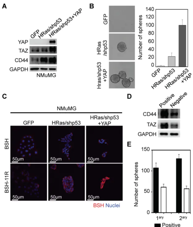 Figure 4. BSH-11R was efficiently delivered to cancer stem-like-cells. (A) Transformation with HRas  and shRNA-p53 induced CD44 expression in NMuMG cells (normal murine mammary gland  epithelial cells)