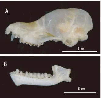 Fig. 3. Ventral view of cranium (A) and dorsal view of mandible (B) of  Myotis pruinosus in Kumamoto Prefecture