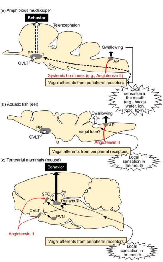 Figure 3. A theoretical model illustrating regulatory mechanisms of drinking behavior in amphibious mudskippers, aquatic fish and terrestrial mammals