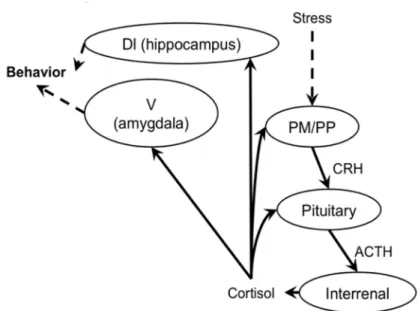 Figure 4. Hypothalamus–pituitary–interrenal axis activation by stress and behavioral modification in fish