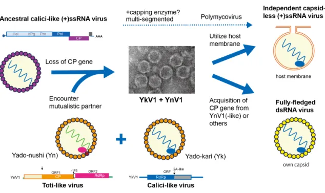 Fig.  3.  Evolutionary  considerations  of  the  past,  present  and  future  forms  of  YkV1