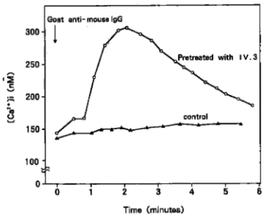 Fig.  6  Human  IgEでpreincubateし た 後,   Anti‑IgEで 刺 激 した と き の 細 胞 内Ca2+濃 度 の 変 化 は30‑40秒 後 に 急 峻 な 上 昇 を示 し,ピ ー ク も 刺激 前 の3.05±0.45倍(mean±SD, n=5)と著 し い 変 化 が 認 め ら れ た.3.  IgE刺激 に よ る 細 胞 内Ca2+濃度 の 動 態human IgE(25μg/ml)で4時間preincubateし た 細 胞 にfluo‑3/AMを 