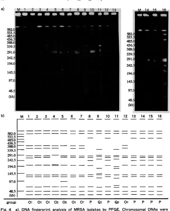 Fig.  4  a).  DNA  fingerprint  analysis  of  MRSA  isolates  by  PFGE.  Chromosomal  DNAs  were   digested  with Sma  I restriction  enzyme
