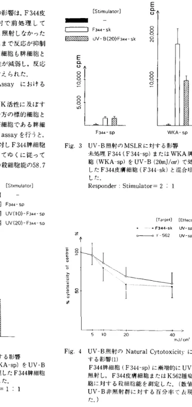 Fig.  4  UV‑B照 射 のNatural  Cytotoxicityに 対 す る 影 響(1) F344脾 細 胞(F344‑sp)に 漸 増 的 にUV‑B 照 射 し,  F344皮 膚 細 胞 ま た はK562腫 瘍 細 胞 に 対 す る 殺 細 胞 能 を 測 定 し た.(数 値 は UV‑B非 照 射 群 に 対 す る 百 分 率 で 表 現 し た.)皮 膚 細 胞 に 対 す る脾 細 胞 のNK活性 に 及 ぼ すUV‑Bの影 響 を, K562細胞 を一 方 の 標 的