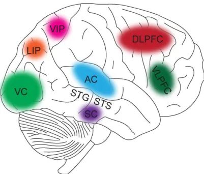 Figure 1.1 Audio-visual processing in different brain areas. 