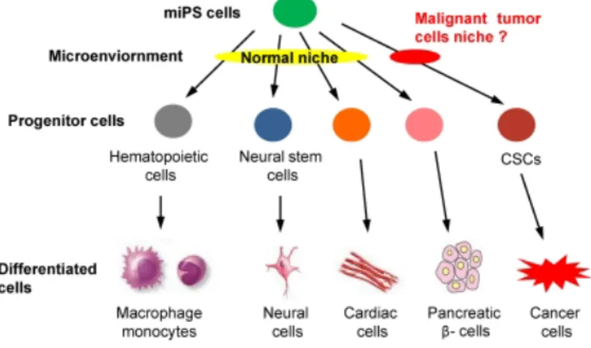 Figure 1.1 The hypothesis of miPSCs conversion into iPS-CSCs. CSCs 