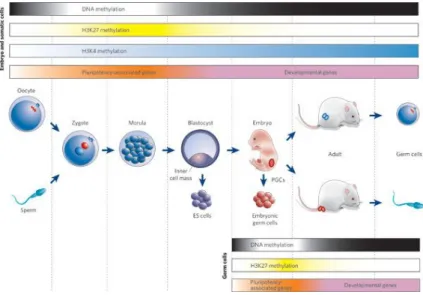 Figure  1.2  Key  developmental  events  with  global  epigenetic  modifications and gene-expression patterns mammalian cells