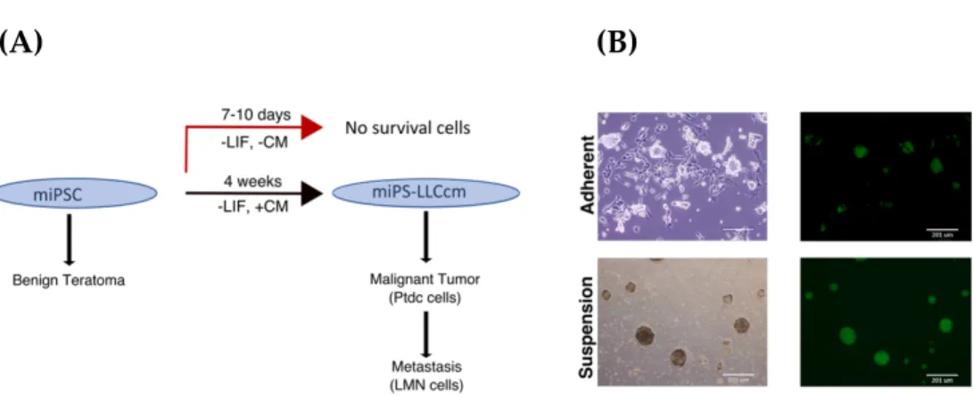 Figure  2.1.  Conversion  of  miPSCs  into  miPS-LLCcm  (A)  Summarized  scheme of conversion of miPSCs into miPS-LLCcm and its tumorigenic and  metastatic activity