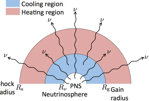 図 3.1: ゲイン半径の模式図。中心に白い半円で表した原始中性子星 (proto-neutron star, PNS) があり、その半径はニュートリノ球半径 R ν にほぼ等しい。原始中性子星から波線で表したニュー トリノが放出される。その大半は衝撃波半径 R s の外側に抜けていくが、一部は衝撃波より内側の 物質に吸収され、エネルギーを与える。衝撃波より内側の物質は中心ほど高温のためむしろニュー トリノ黒体輻射で冷却されるが ( 図中水色で示した冷却領域 ) 、外にいくにつれ低温になっていく ためニュー