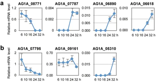 Figure 2.  Evaluation of the inoculation method using Rhizoctonia solani AG-1 IA genes whose expression  patterns during inoculation in rice plants have been characterized