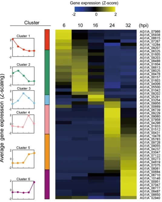 Figure 3.  Expression dynamics and of RsSEPGs during the infection in Brachypodium distachyon and their  clustering with expression patterns