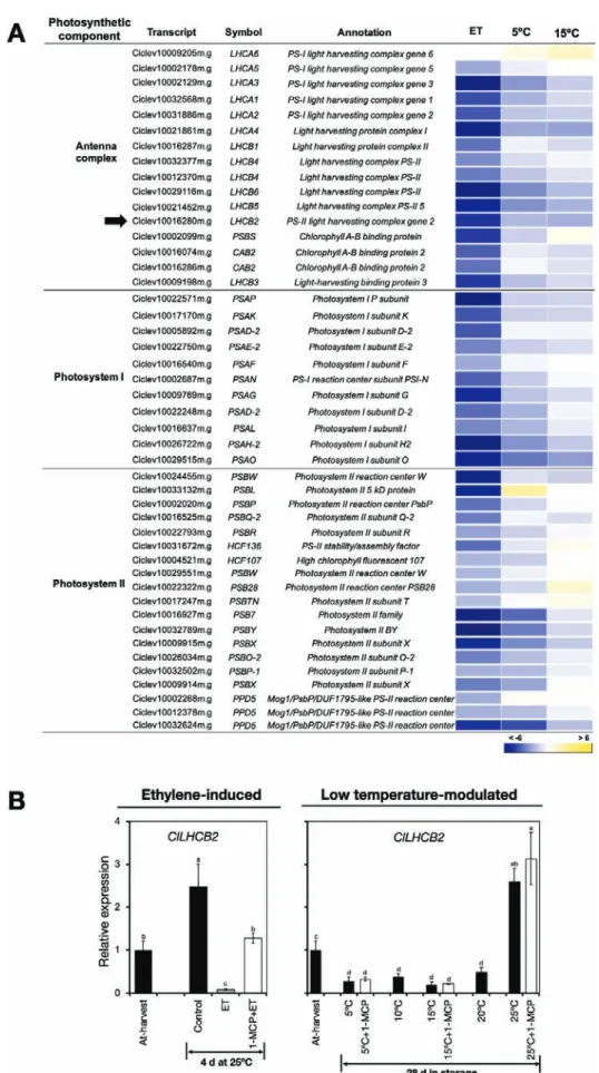 Fig. 6.  Changes in the expression of genes encoding photosystem proteins in the flavedo of detached lemon fruit in response to ethylene or low  temperatures