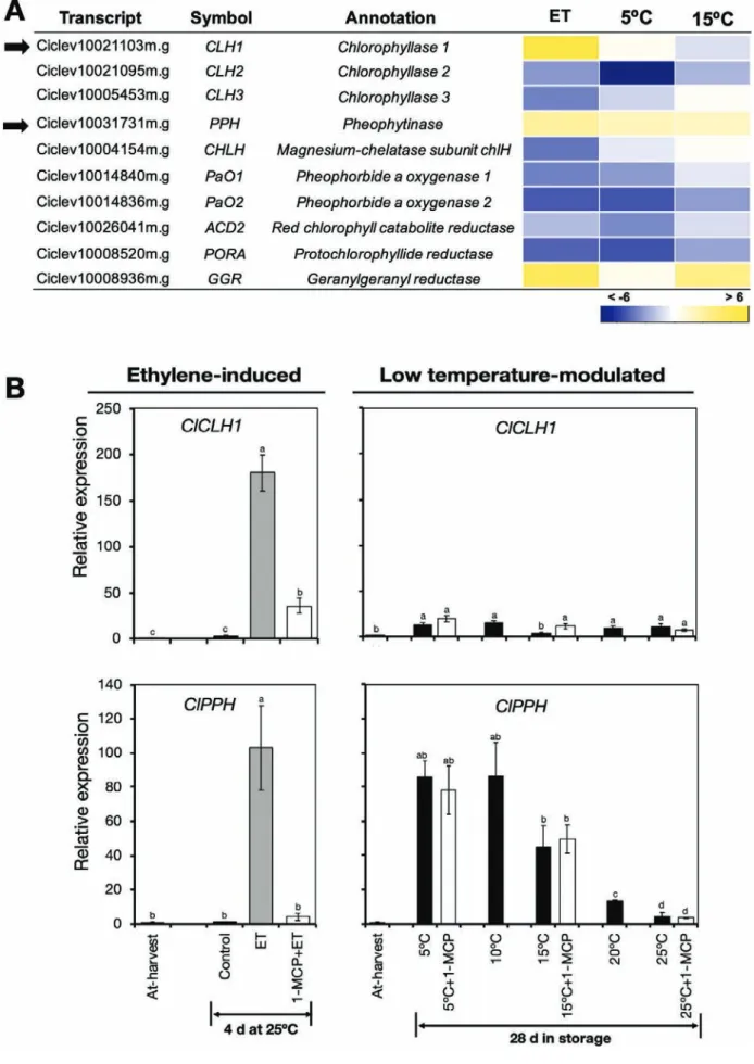 Fig. 4.  Expression of genes related to chlorophyll metabolism in the flavedo of detached lemon fruit in response to ethylene or low temperatures