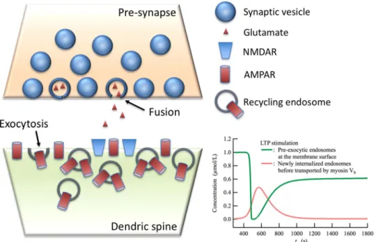 Figure 7.  Schematic model of a hippocampal postsynaptic membrane. Recycling endosomes are localized on  peri-synaptic/synaptic membrane surface under basal conditions, thus they are already prepared for  Ca 2+  -dependent Syt1-mediated exocytosis resultin