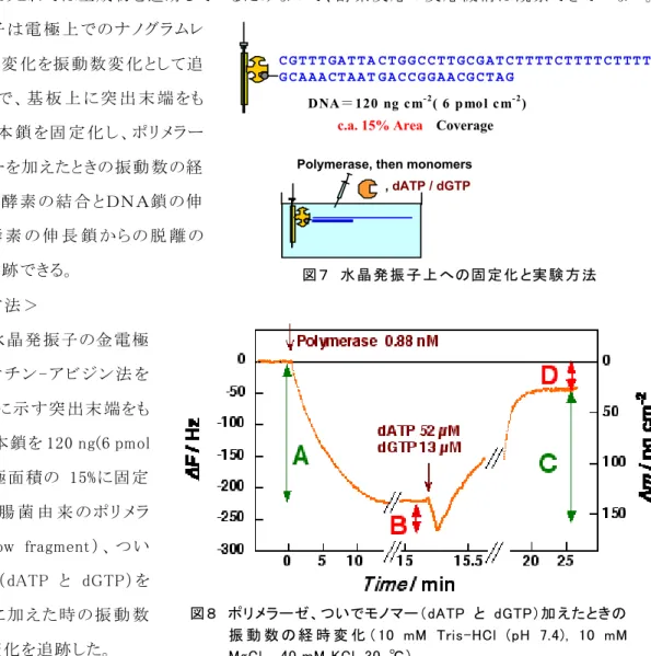 図 ８  ポリメラーゼ、ついでモノマー（dATP と dGTP）加 えたときの 振 動 数 の 経 時 変 化 （ 10  mM  Tris-HCl  (pH  7.4),  10  mM  MgCl2, 40 mM KCl, 30  ℃） 