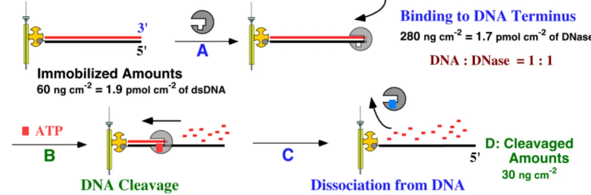 図 11  ATP 依 存 型 DNase の DNA 加 水 分 解 の反 応 機 構  