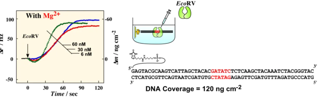 図 13  ＤＮＡ二 本 鎖 固 定 化 水 晶 発 振 子 に制限 酵 素 EcoRV を加 えたときの振 動 数 変 化   （25℃, pH 7.5, 10 mM Tris buffer, 150 mM NaCl, 5 mM MgCl 2 ） 
