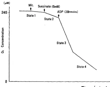 Fig.  2  Schema  of  Polarography  for  Mitochondrial O2  Consumption 