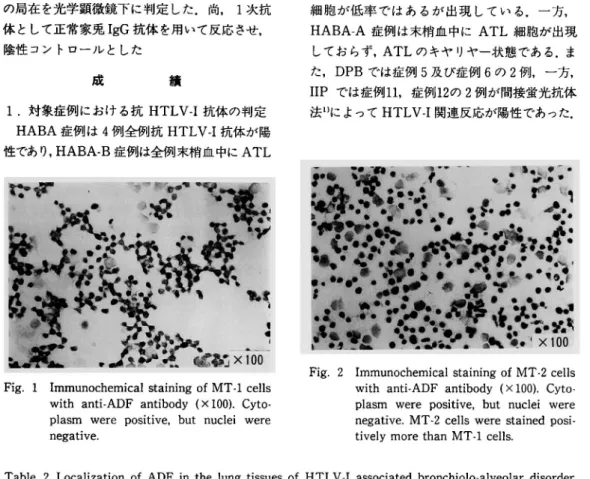 Fig.  1  Immunochemical  staining  of  MT-1  cells