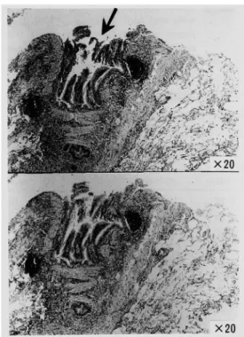 Fig.  4  Immunohistochemical  staining  with