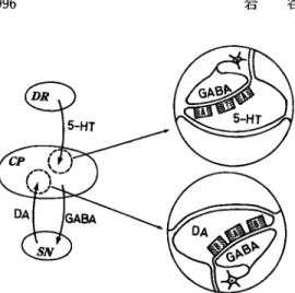 Fig.  9  DA,  5-HT  and  GABA  interconnections  of  the  basal  ganglia  presynaptic  incibi tion  by  GABA  neuron