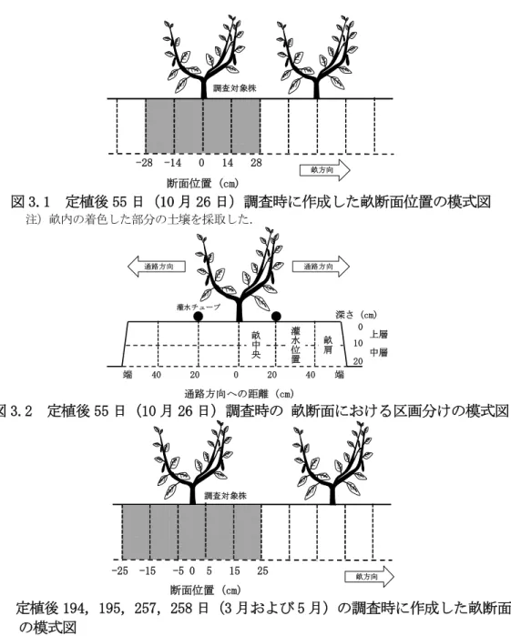 図 3.1 定植後 55 日（10 月 26 日）調査時に作成した畝断面位置の模式図 注）畝内の着色した部分の土壌を採取した． 図 3.2 定植後 55 日（10 月 26 日）調査時の 畝断面における区画分けの模式図 図 3.3 定植後 194，195，257，258 日（3 月および 5 月）の調査時に作成した畝断面位置 の模式図 注）畝内の着色した部分の土壌を採取した ． 図 3.4 定植後 194，195，257，258 日（3 月および 5 月）の調査時の畝断面における区画畝方向断面位置 (cm)