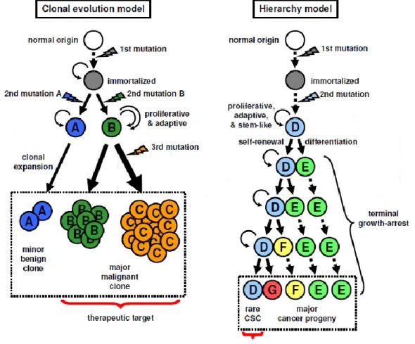 Figure 1: Clonal evolution model and hierarchy model (Tabu et al.,2011). 