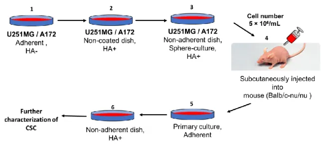 Figure 1: Scheme of glioma stem cell establishment mediated by HA. 1) Glioma cells line  (U251MG / A172) were cultured in adherent plate until confluent