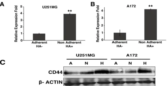 Figure 3 : Up regulation of CD44 expression in U251MG and A172. CD44 expression of  adherent  HA-  and nonadherent  HA+ treatment  by  qRT-PCR  of (A) U251MG and (B) 