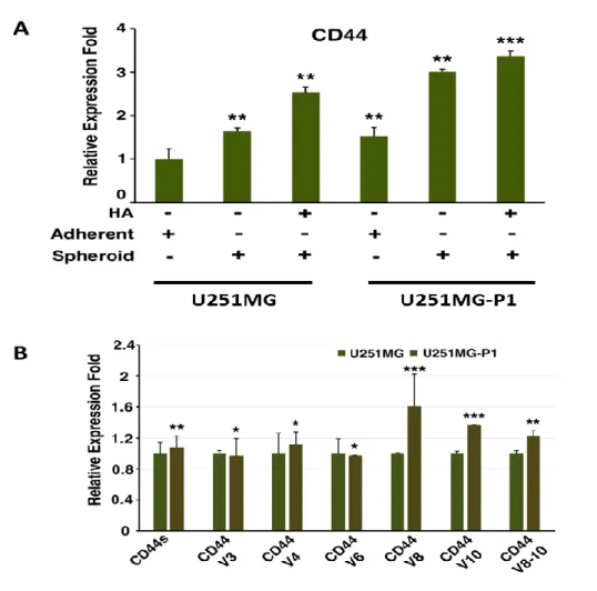 Figure 6 : Relative CD44 gene expression in U251MG and U251MG-P1.A) U21MG and  U251MG-P1  cells  were  cultured  under  adherent  and  non-adherent  condition  with  or  without the supplementation of HA