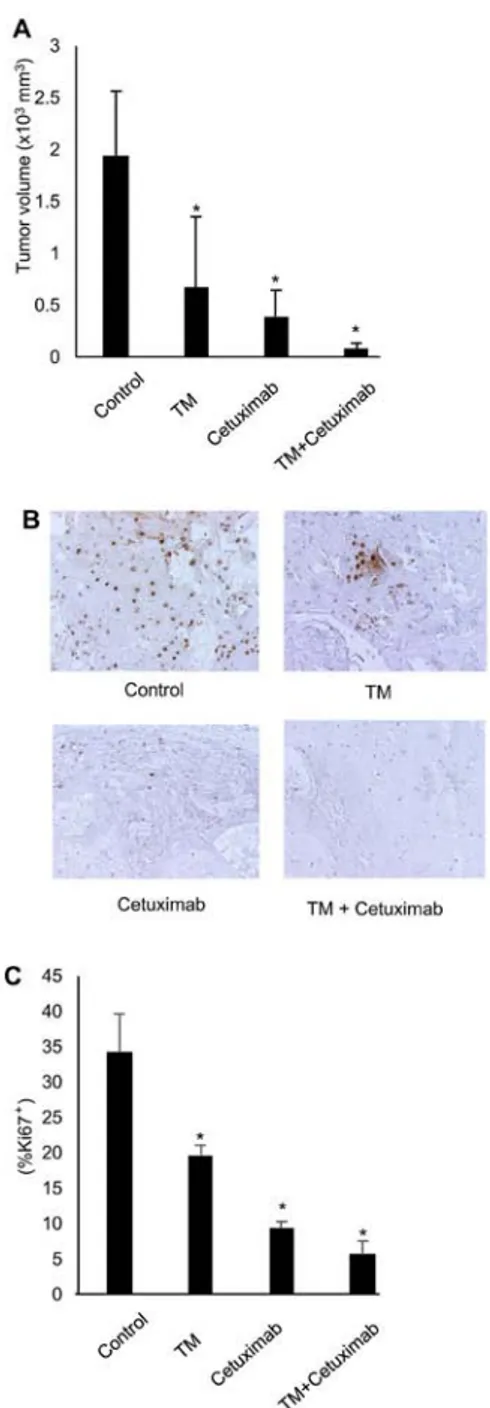 Figure 2. Effects of TM and cetuximab on oral squamous cell carcinoma cells  grown in mice