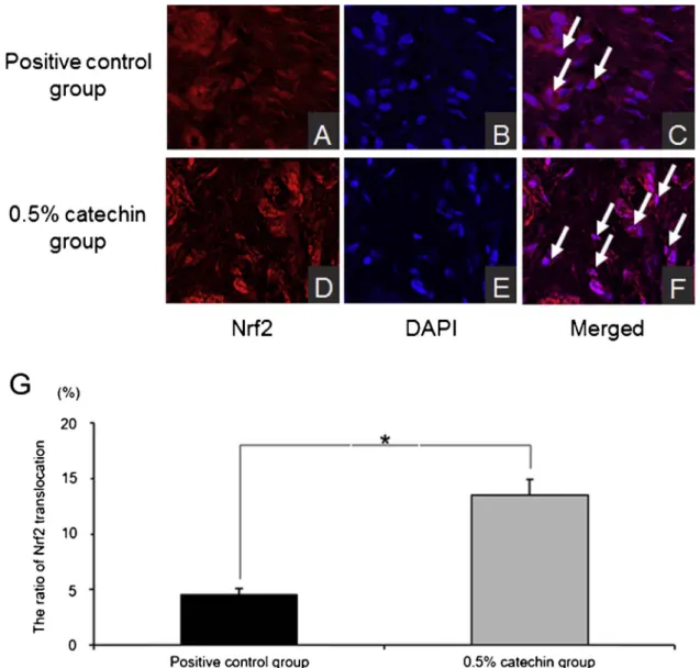 Fig. 6. Translocation of Nrf2 to the nucleus (arrow) (C, F). The nuclear level of Nrf2 was determined using immunoﬂuorescence staining (red) (A, D)