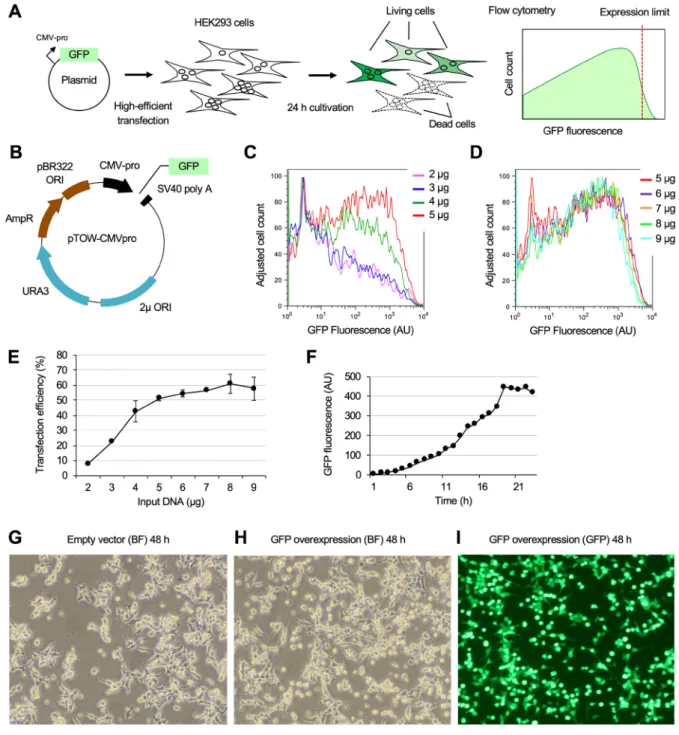Figure 1.  Experimental conditions to estimate GFP expression limit in HEK293 cells. (A) Experimental  procedure