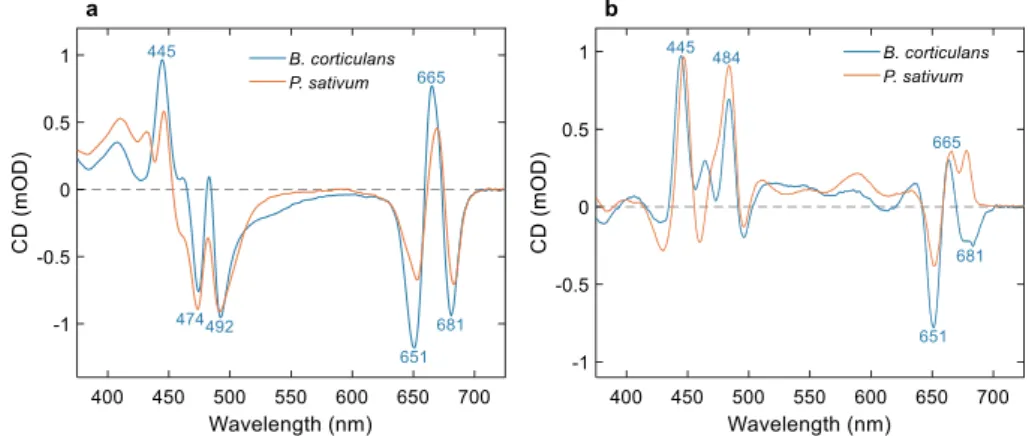 Fig. 3. CD and ACD spectra of LHCII from B. corticulans and P. sativum (a) CD spectra of LHCII solubilized in 0.03% β-DDM and (b) ACD spectra of membranes oriented in dehydrated films