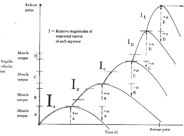 図 1-1  運動連鎖の原理の概念図．運動連鎖が生じるには，中心部から末端部に向かっ て慣性モーメント I が小さくなり，中心部の方が大きな筋トルクを発揮できるこ とが前提条件となる．（Kreighbaum and Barthels 1990 より引用）