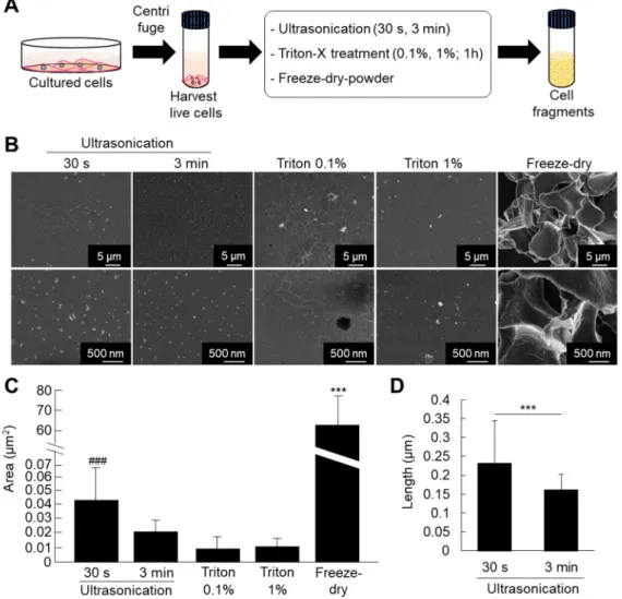 Figure 1. (A) Protocol for fabrication of cell fragments by mechanical and chemical methods