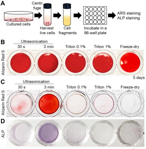 Figure 2. (A) Experimental protocol for cell nanofragment mineralization and staining